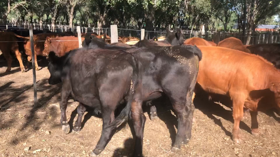Lote 10 Terneros en Daireaux, Buenos Aires