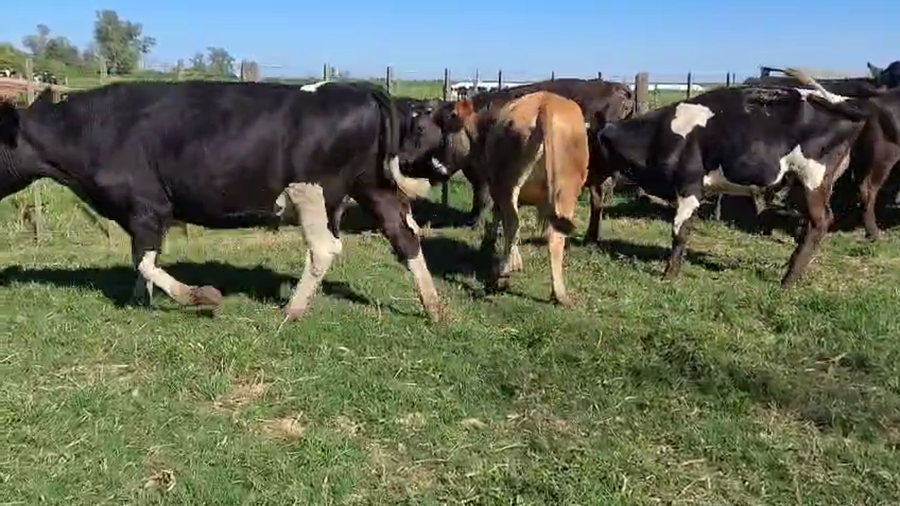Lote 30 Novillos y Novillitos Holando Argentino, Jersey y Kiwi Cross en Col. Cello, Santa Fe