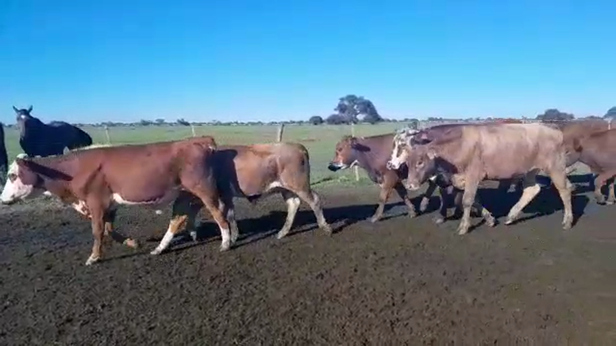 Lote 62 Novillitos Braford en Helvecia, Santa Fe