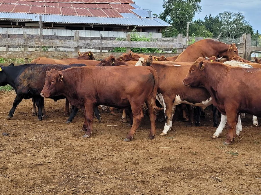 Lote 24 Novillo Engorda en Purranque, X Región Los Lagos