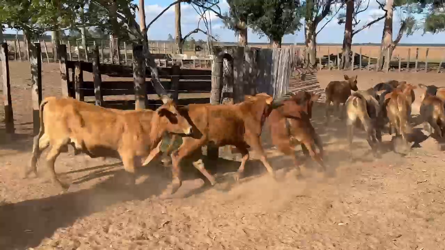 Lote 90 Vaquillonas en Corrientes, Virasoro