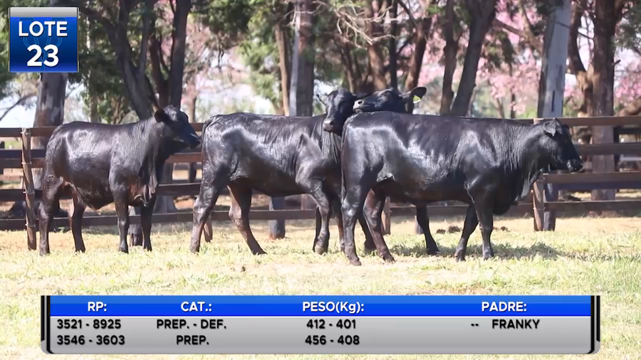 Lote VAQUILLAS BRANGUS PREÑADAS  -LOTE 23
