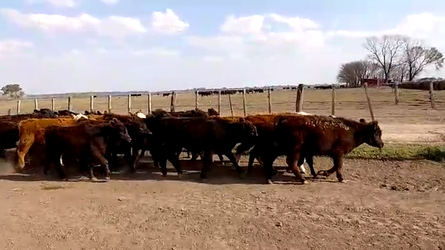 Lote 23 Terneras en San Andrés de Giles, Buenos Aires