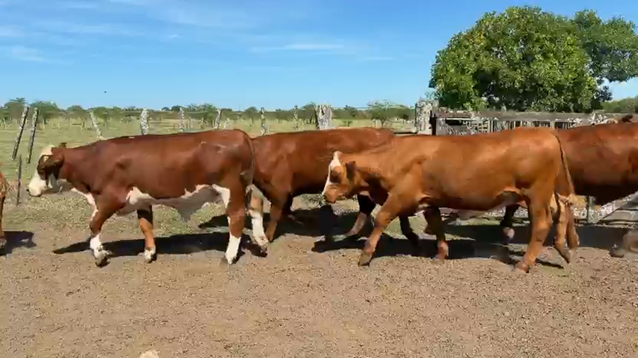 Lote 41 Novillos