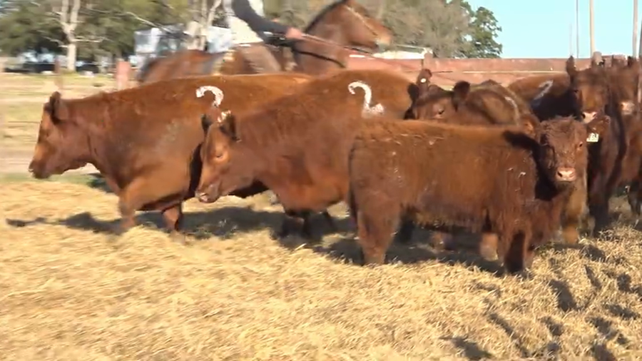 Lote Vaquillas  con Crias Tres Molinos