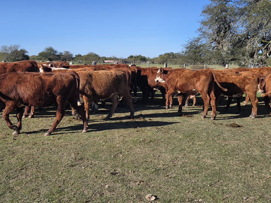 Lote 60 Novillitos