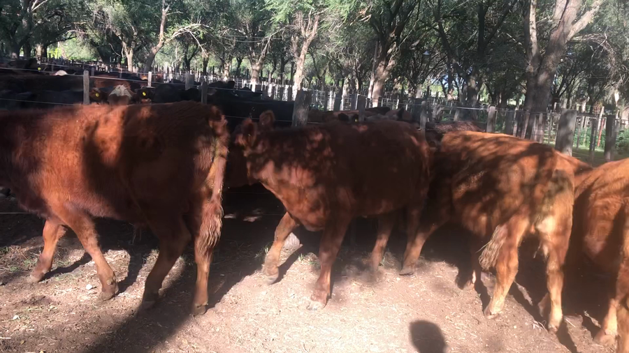 Lote 10 Terneros en Daireaux, Buenos Aires