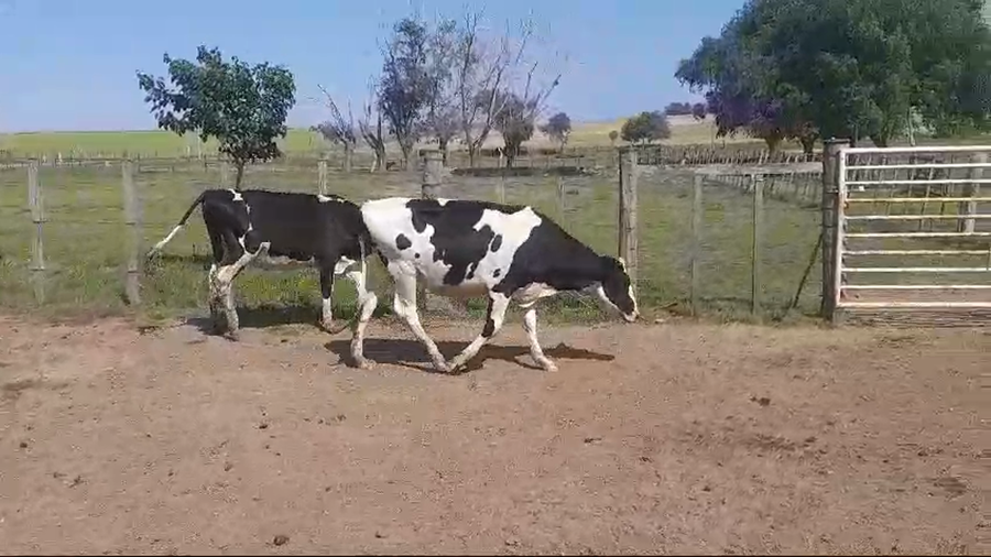 Lote (Vendido)2 Vaquillonas/Vacas Entoradas HOLANDO a remate en #50 Pantalla Carmelo, Colonia