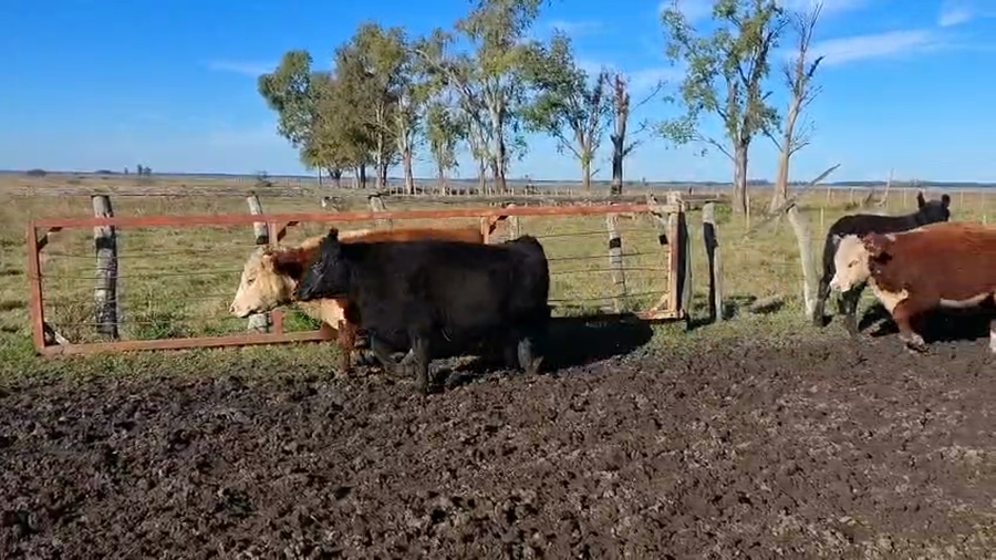 Lote 90 Novillitos