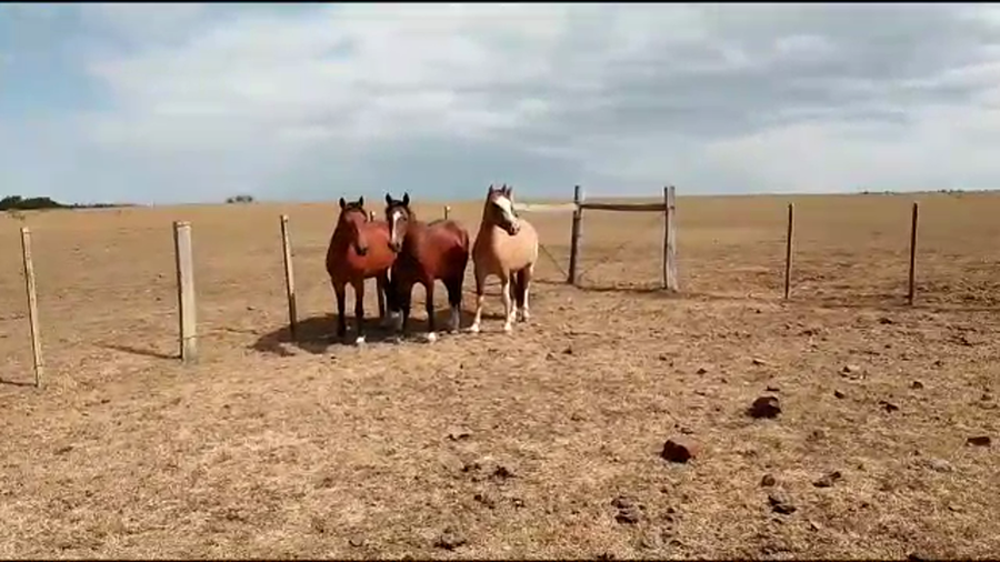 Lote Buena Suerte Marca R