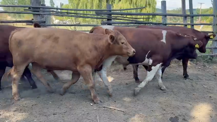 Lote 52 Novillo Engorda en Los Sauces, IX Región Araucanía