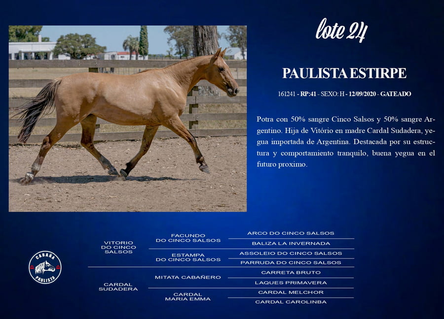 Lote Paulista Estripe