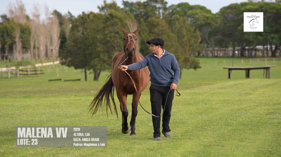 Lote MALENA VV