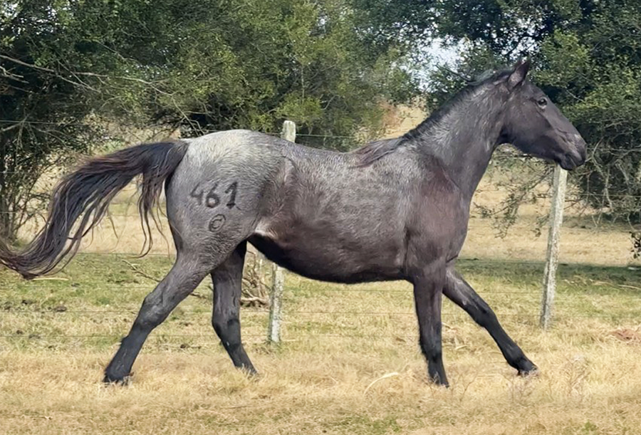 Lote CATRAMINA EL TACUARAL