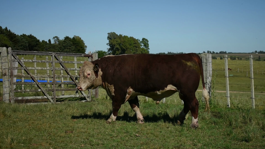 Lote "Doña Elisa", RP 440