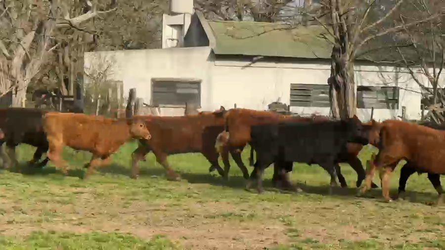 Lote 26 Terneros