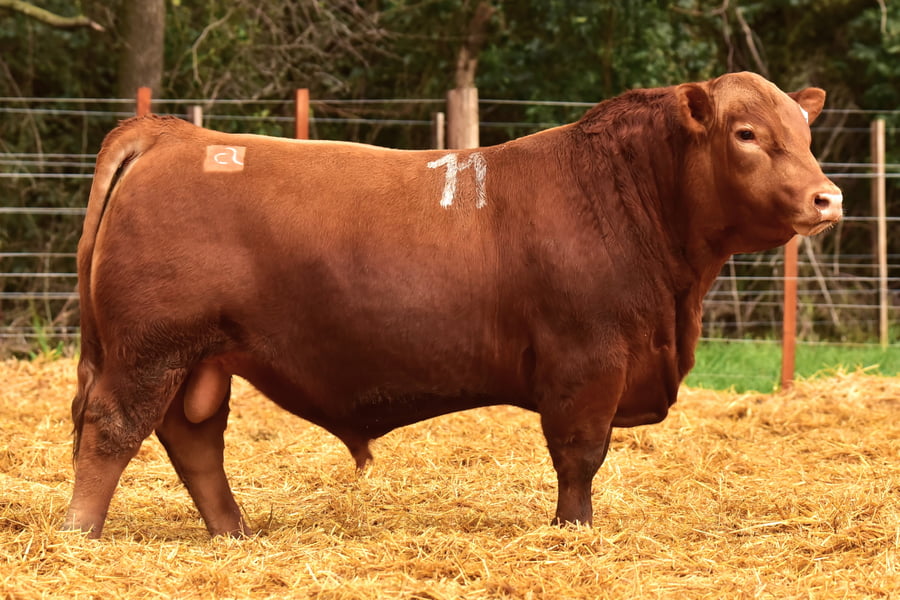 Lote TOROS ANGUS PC