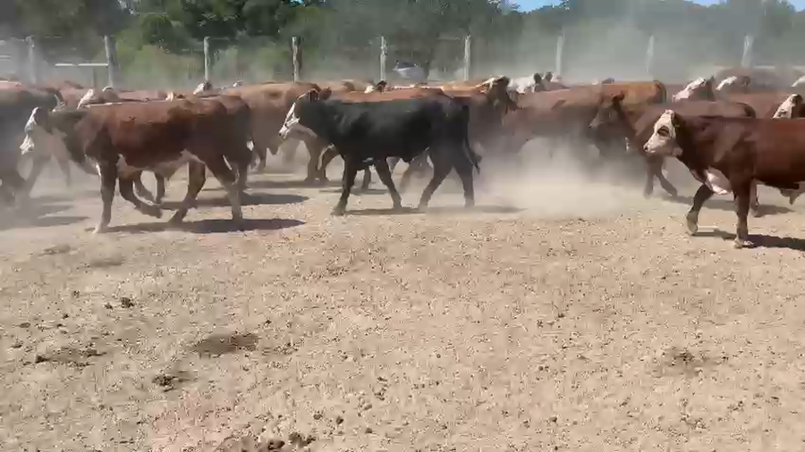 Lote 245 Terneros en Col. Elisa, Chaco