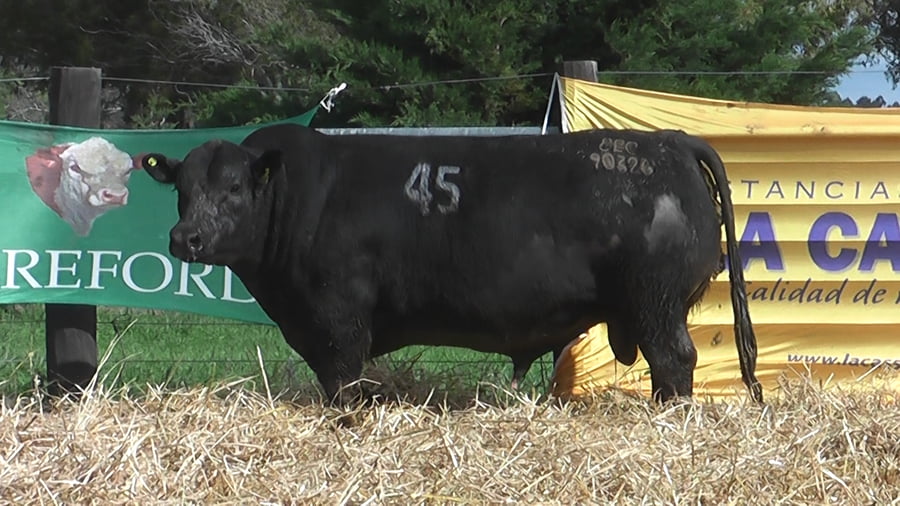 Lote TOROS ANGUS PUROS CONTROLADOS