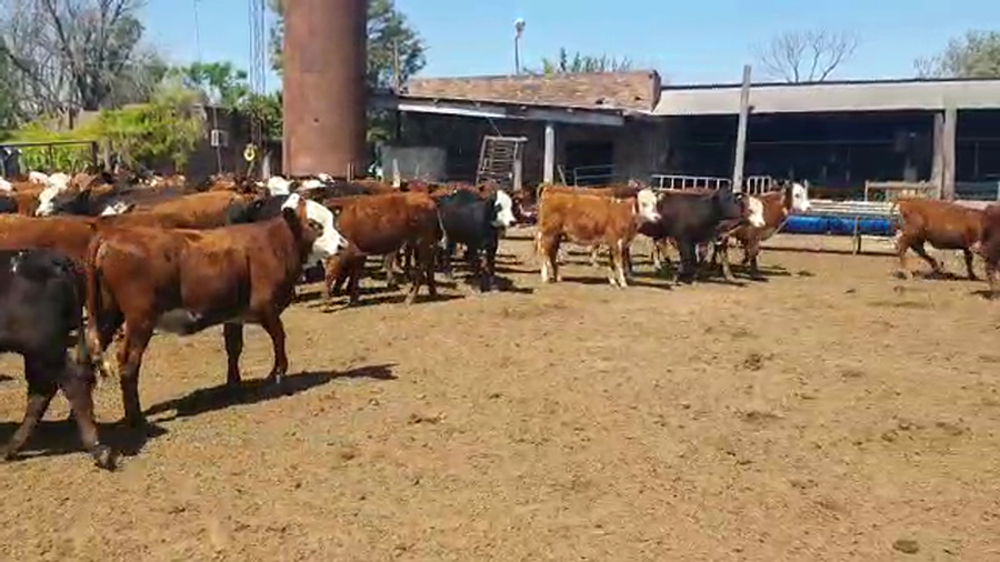 Lote 104 Terneros/as Braford y Brangus en Nelson, Santa Fe