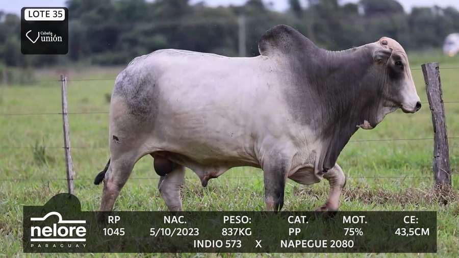 Lote LOTE 35