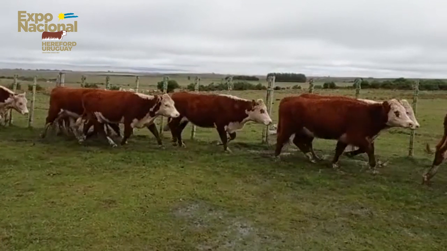 Lote 45 Vaquillonas 1 a 2 años HEREFORD a remate en Expo Nacional 2022 302kg - , Tacuarembó