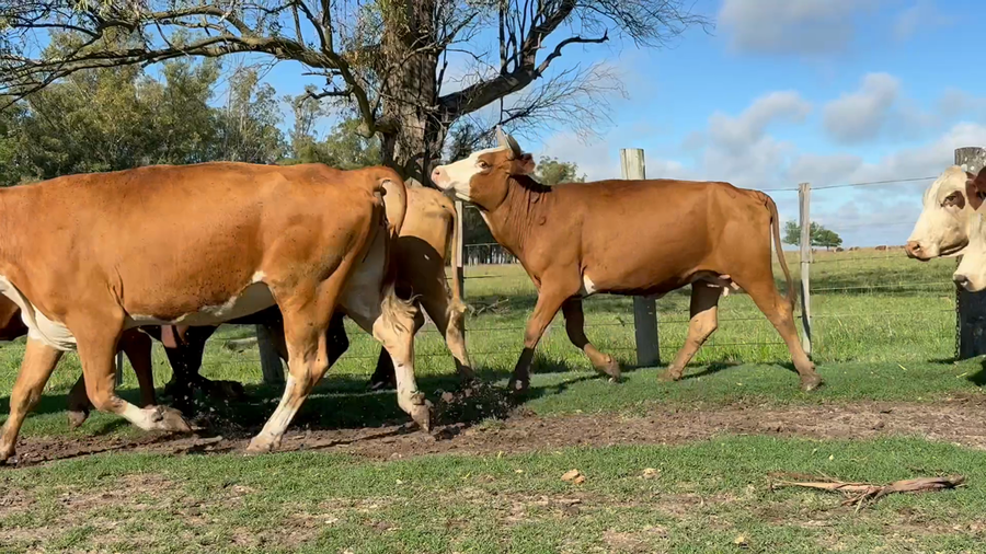 Lote 110 Vacas de invernar en Corrientes, Paso de Los Libres