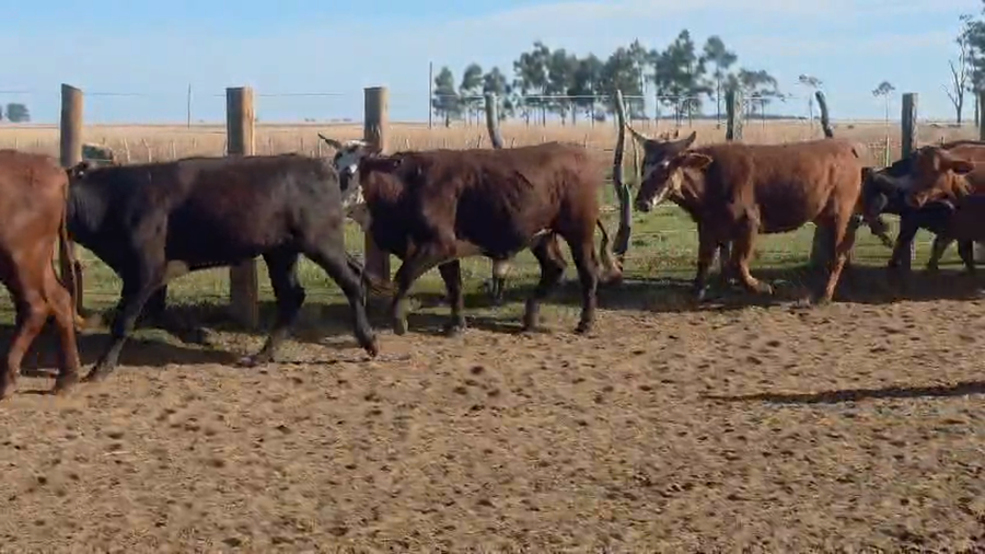 Lote 40 Novillos en Corrientes, Alvear