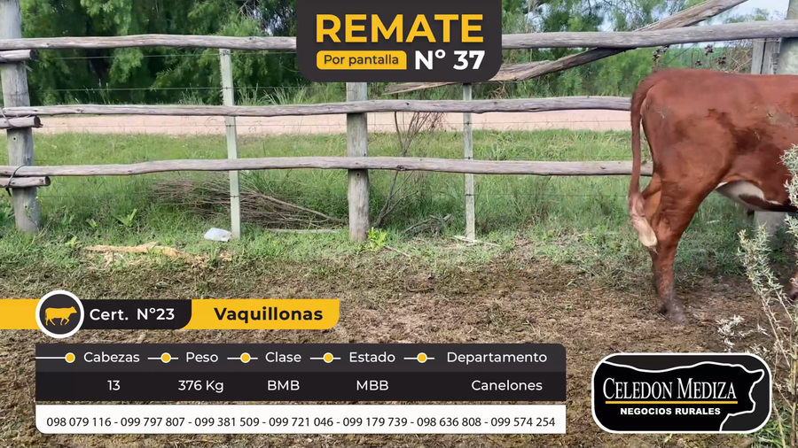 Lote 13 Vaquillonas  en Canelones