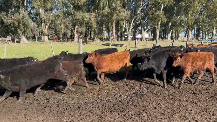 Lote 60 Terneras