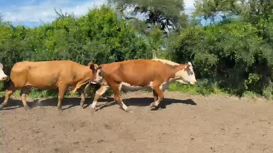 Lote 21 Vacas usadas preñadas