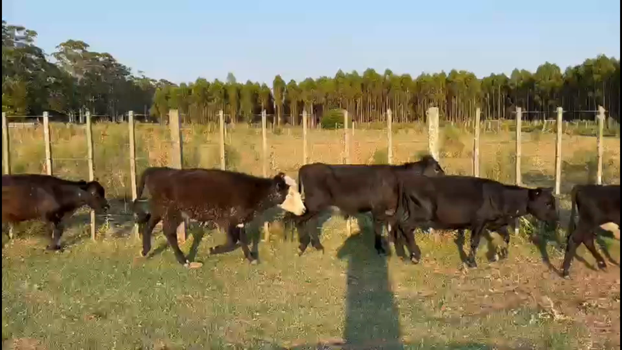 Lote 49 Terneros enteros en Maldonado