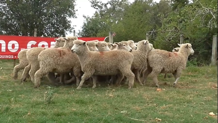 Lote 24 borregas 2 dtes MO