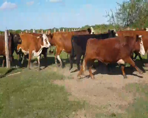 Lote 110 Novillos en Esquina, Corrientes