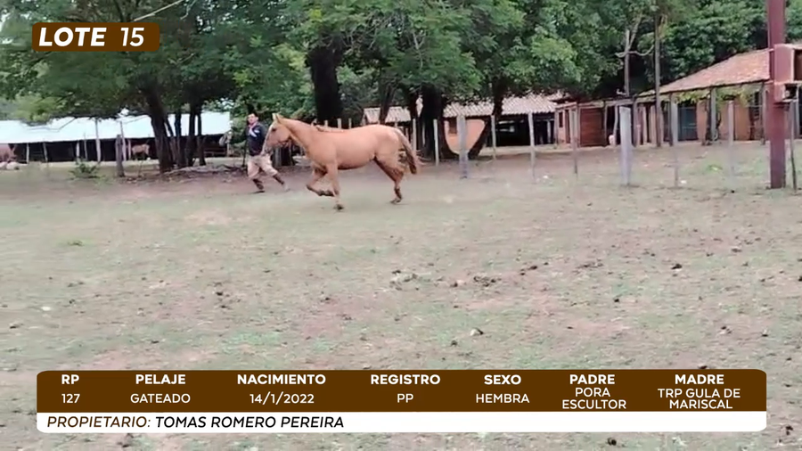 Lote LOTE 15- CAMPO