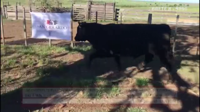 Lote TOROS ABERDEEN ANGUS