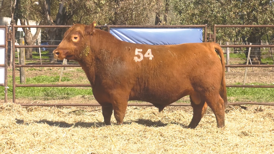 Lote TOROS ANGUS COLORADOS PC