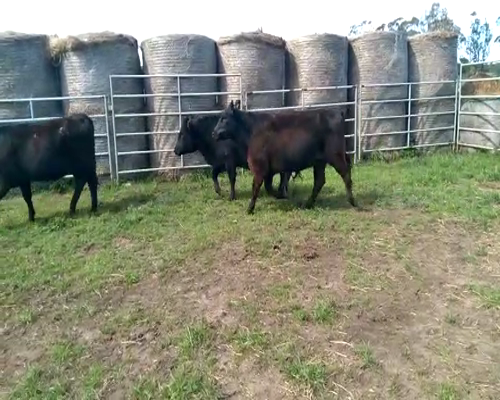 Lote 11 VAQUILLONAS ANGUS NEGRAS PREÑADAS, PARICION OTOÑO, EN LOBERIA, PBA.-