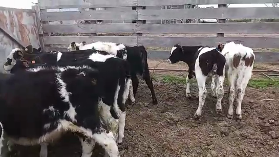 Lote 12 Terneros HOLANDO Y CRUZAS a remate en PANTALLA CAMY 70kg - , San José