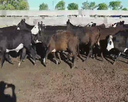 Lote 50 Terneros/as en Villaguay, Entre Ríos