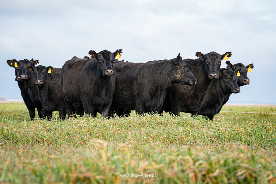 Lote VACAS ANGUS NEGRAS PC C/GTÍA DE PREÑEZ