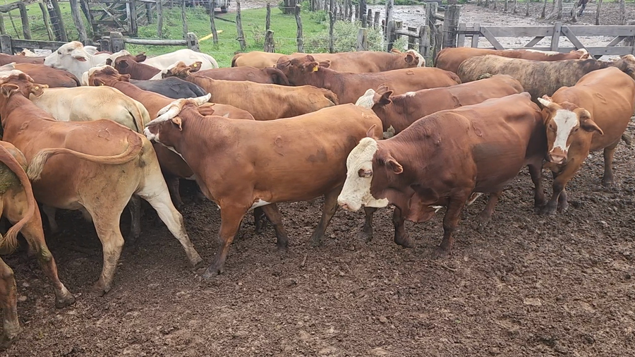 Lote 50 Novillos en Col. C. Pellegrini, Corrientes