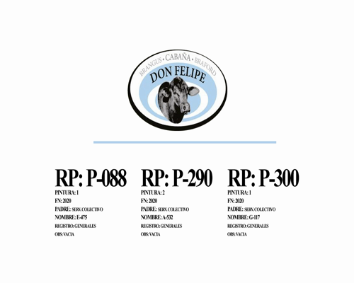 Lote Vaquillonas para servicio Cabaña Don Felipe