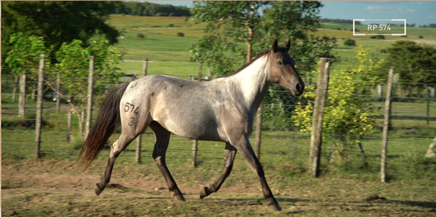 Lote ARTIGUEÑA MOLLES
