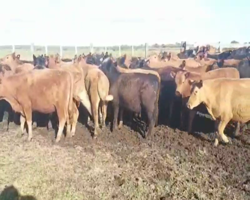 Lote 70 Terneros en Concordia, Entre Ríos