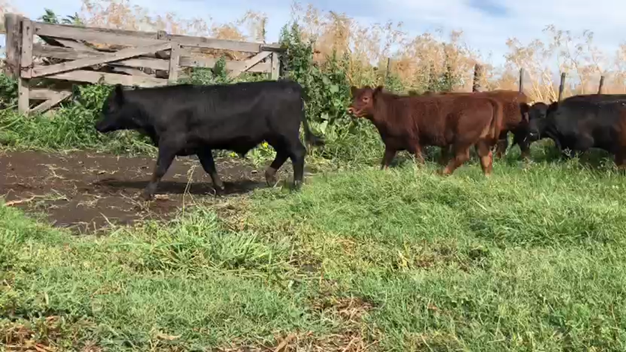 Lote 65 TERNS MACHOS, MONES CAZON, PCIA. BS. AS.