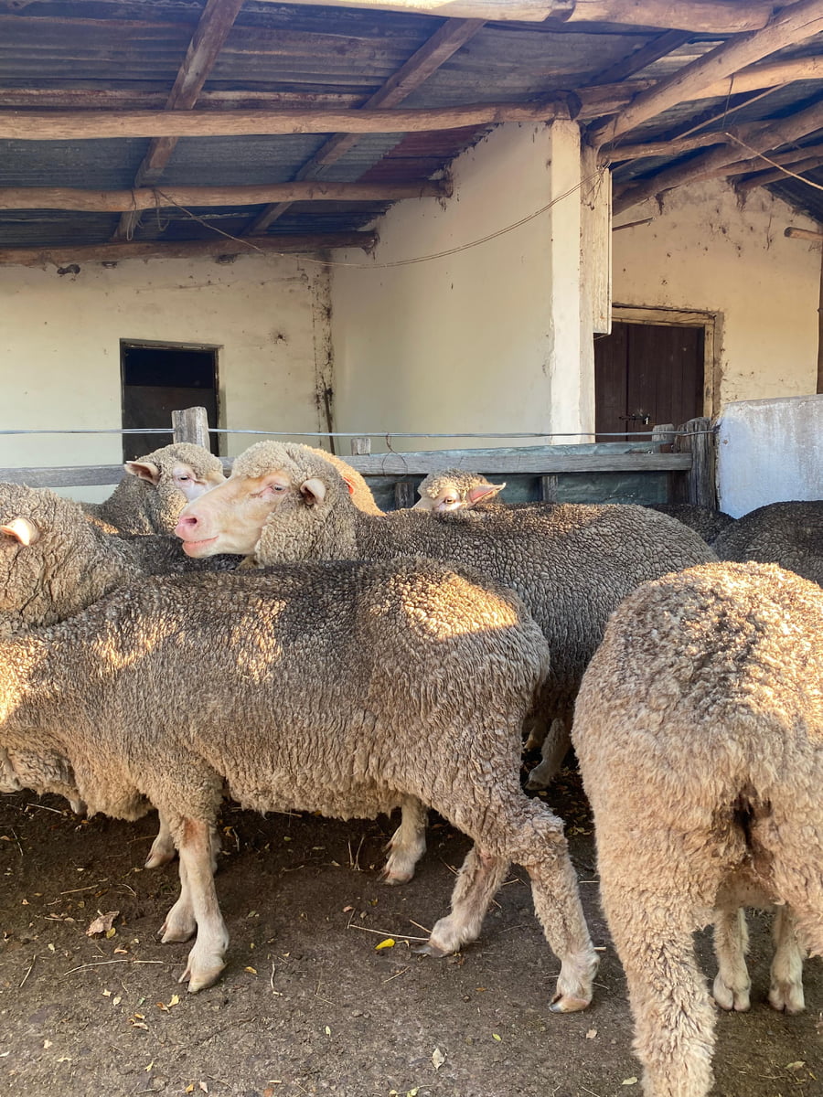 Lote Ovejas Planteleras