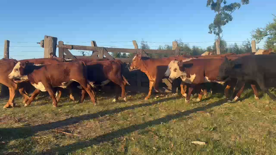 Lote 110 Terneros