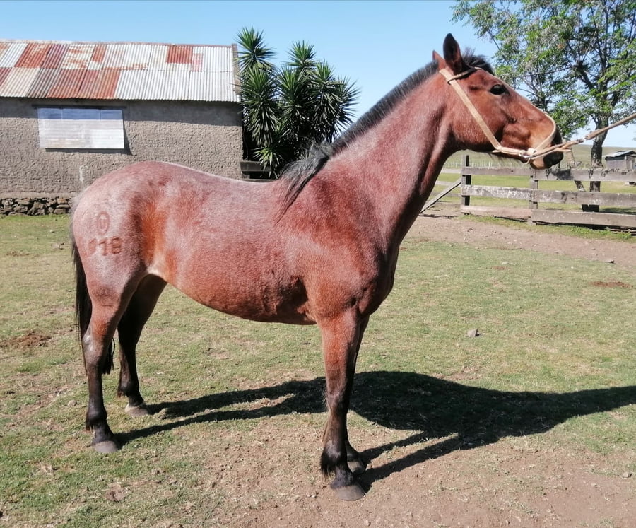 Lote CORRALERA 918