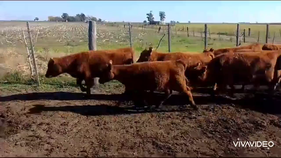 Lote 55 Terneros/as en Monte, Buenos Aires